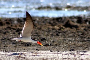 African Skimmer in flight at the Chobe River